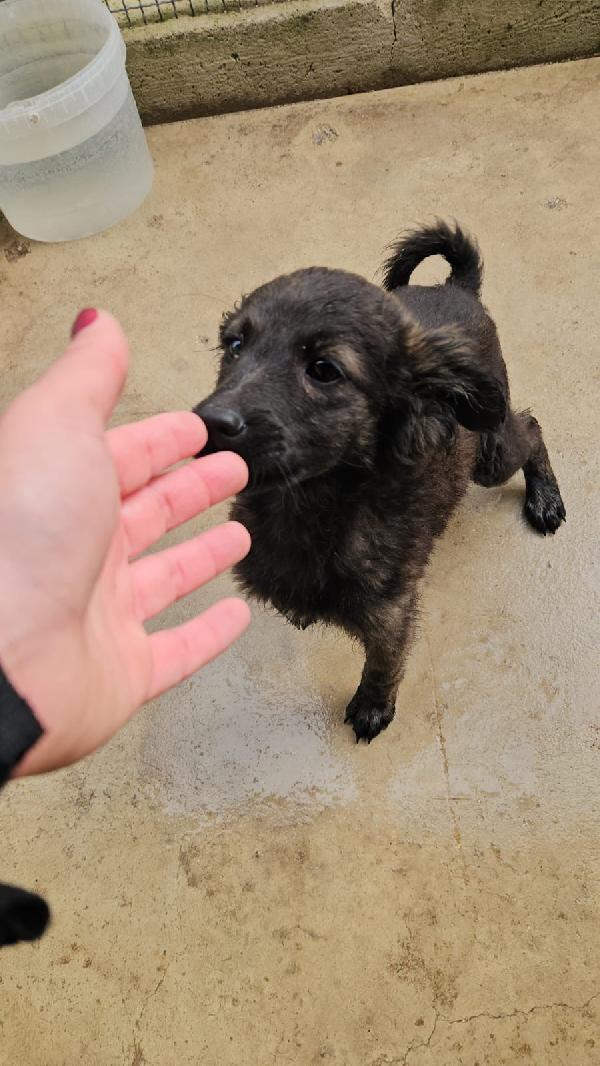 Topazia splendida dolce cucciolina cerca casa  Foto 8