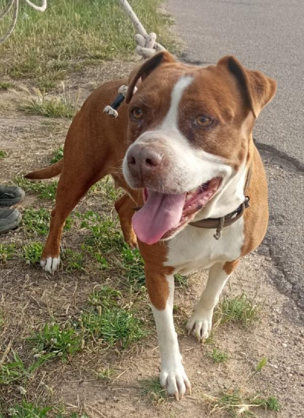 Amstaff Super Adulta,Bella E Buona,Rimasta Orfana.sardegna