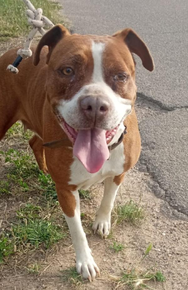 Amstaff super adulta,bella e buona,rimasta orfana.SARDEGNA Foto 2