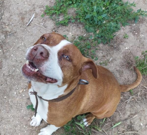 Amstaff super adulta,bella e buona,rimasta orfana.SARDEGNA Foto 4