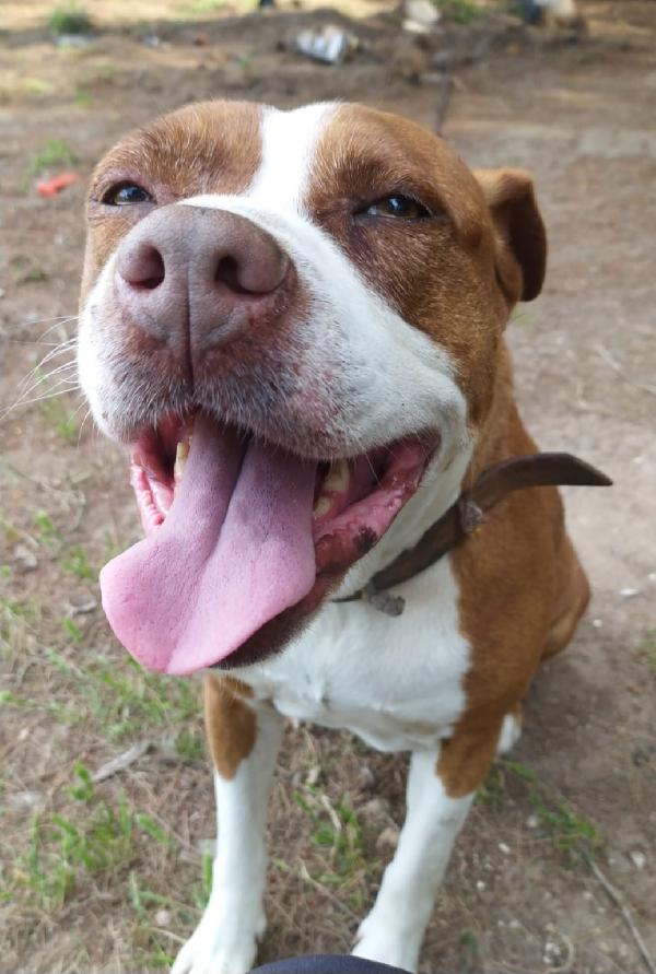 Amstaff super adulta,bella e buona,rimasta orfana.SARDEGNA Foto 5