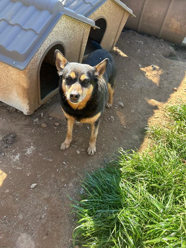 Dasy Splendida Dolce Cagnolina Cerca Casa 