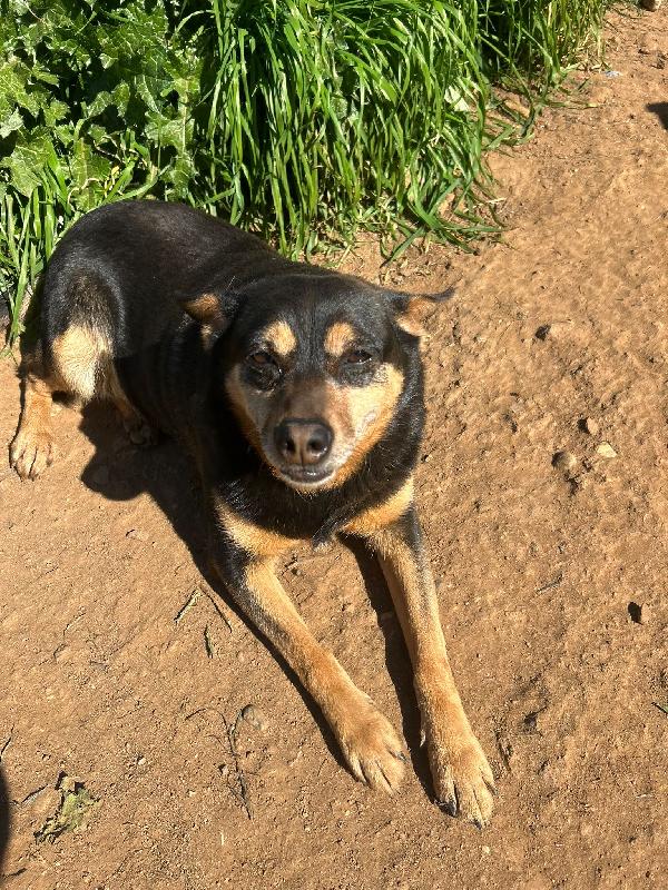 Dasy splendida dolce cagnolina cerca casa  Foto 2