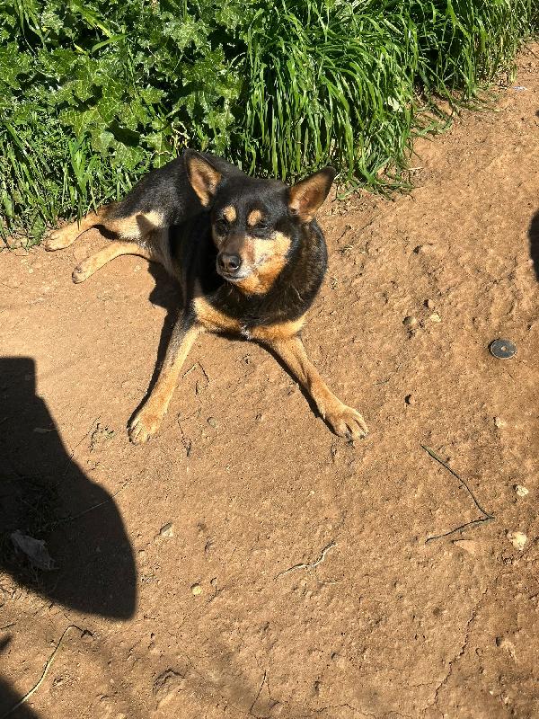 Dasy splendida dolce cagnolina cerca casa  Foto 3