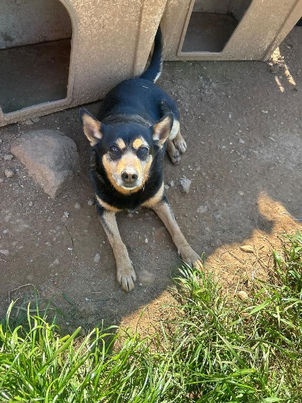 Dasy splendida dolce cagnolina cerca casa  Foto 4