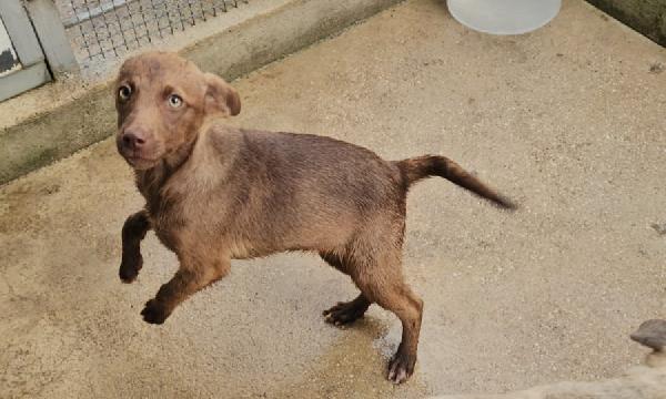 Giada: 4 mesi taglia contenuta  Foto 4