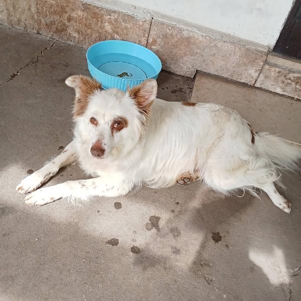 Luna Cagnolina Dolcissima Taglia Piccola 