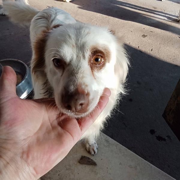 Luna cagnolina dolcissima taglia piccola  Foto 2