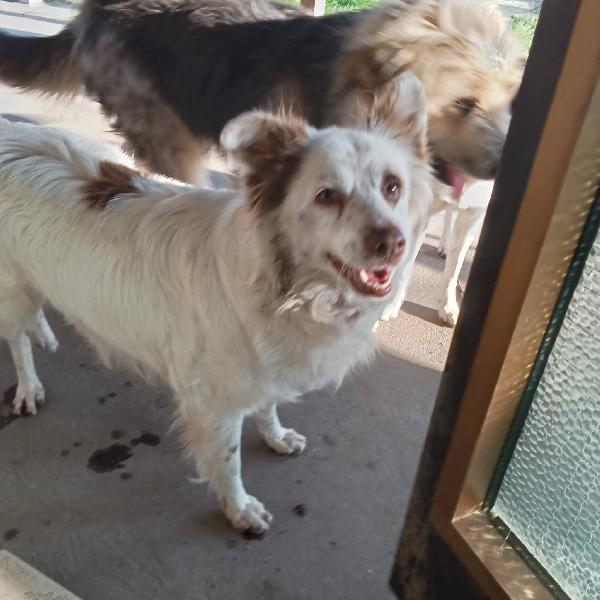 Luna cagnolina dolcissima taglia piccola  Foto 3
