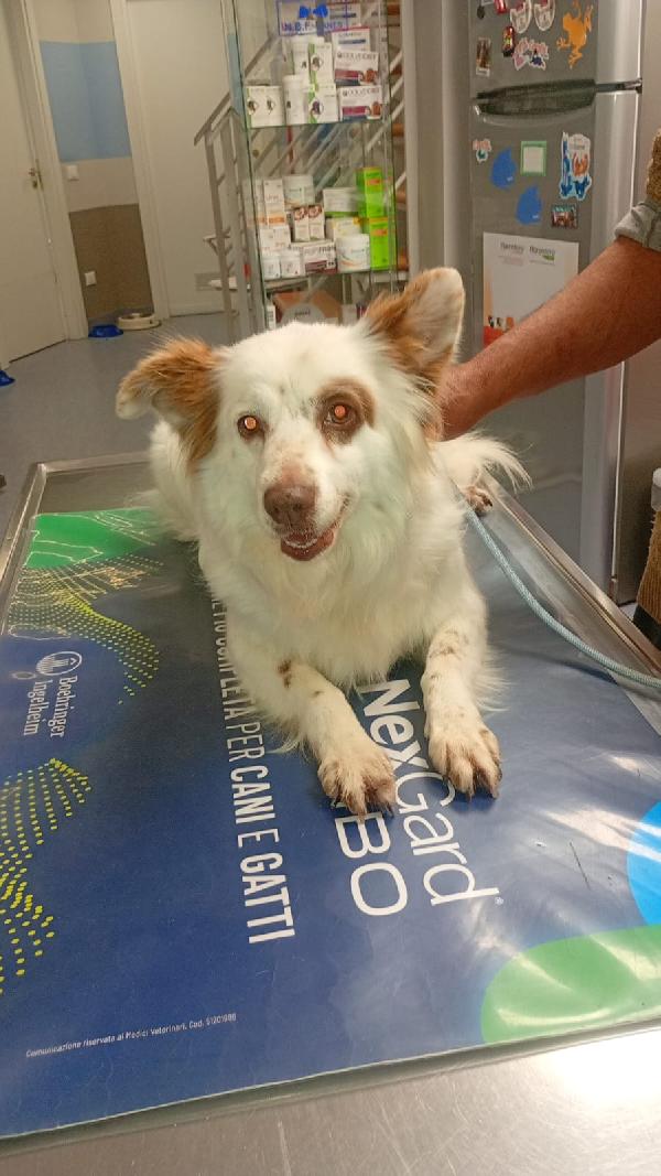 Luna cagnolina dolcissima taglia piccola  Foto 4