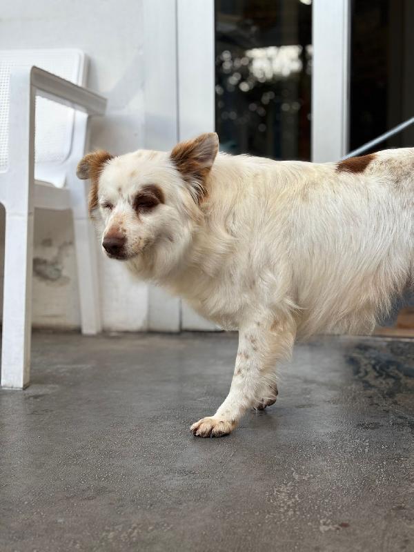 Luna cagnolina dolcissima taglia piccola  Foto 5