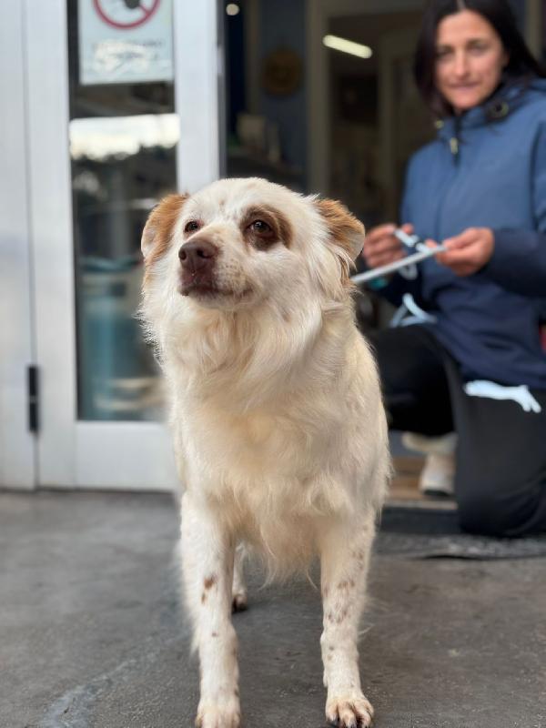 Luna cagnolina dolcissima taglia piccola  Foto 6