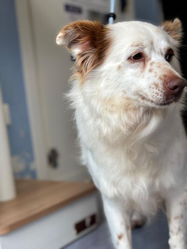 Luna cagnolina dolcissima taglia piccola  Foto 7