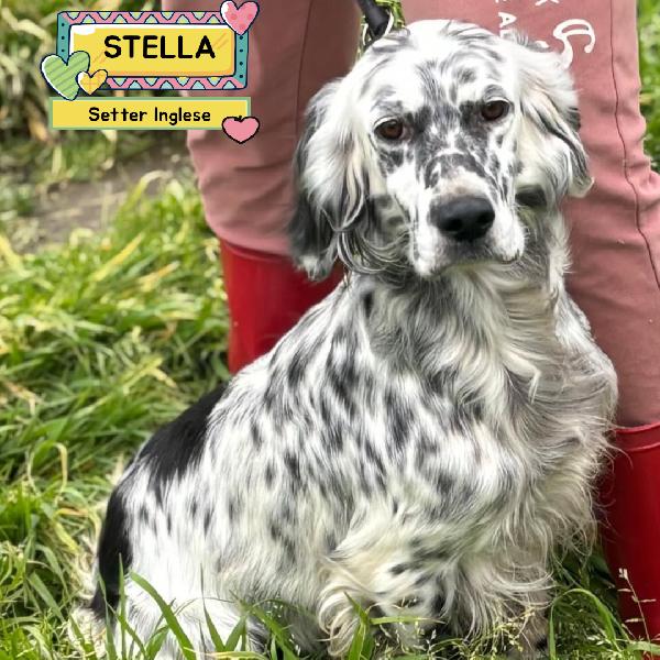 Stella Setter Inglese 2 Anni Cerca Casa - In Adozione 