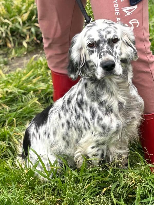STELLA setter inglese 2 anni cerca casa - in adozione  Foto 2