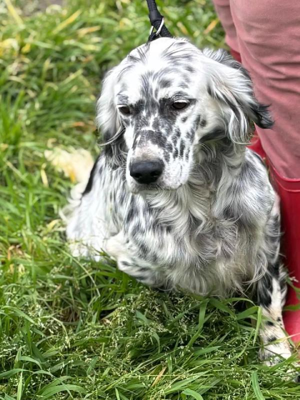 STELLA setter inglese 2 anni cerca casa - in adozione  Foto 3