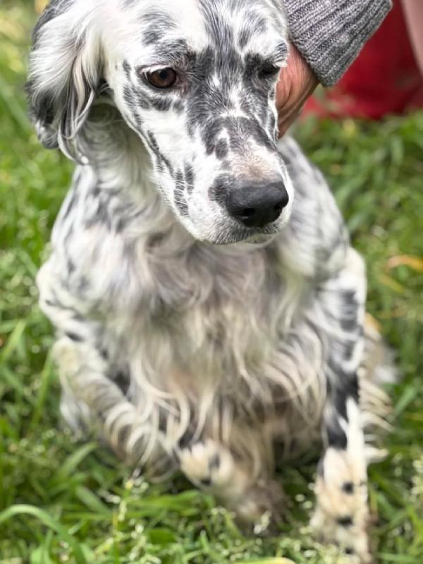 STELLA setter inglese 2 anni cerca casa - in adozione  Foto 4