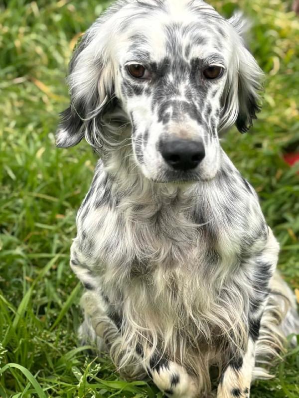 STELLA setter inglese 2 anni cerca casa - in adozione  Foto 5