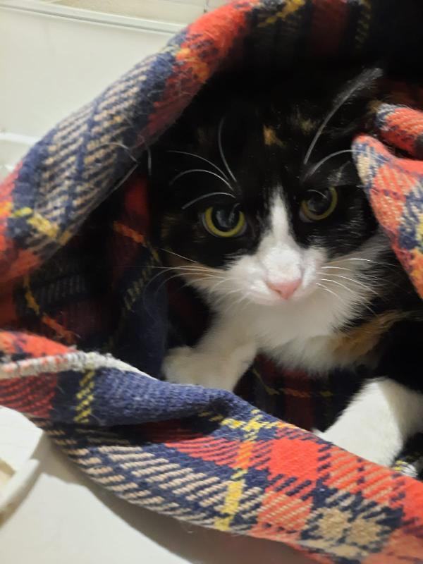 Macchia e Melania  Foto 2