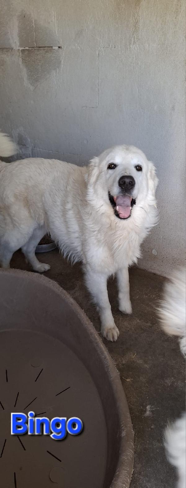 Bingo Dolcissimo E Fiero Simil Pastore Maremmano 