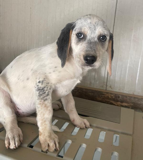 SIRYA MIX SEGUGINA SETTERINA Foto 3