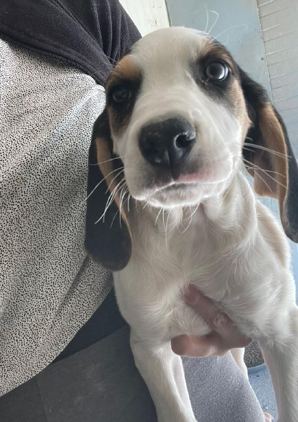 LA SPLENDIDA SELENE Foto 2