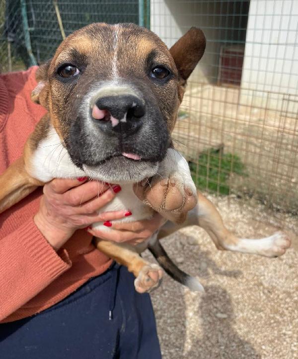 CHOCO : SIMPATICO BELLO E TENERO Foto 6