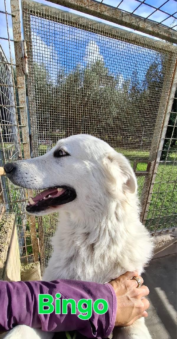 Bingo Dolcissimo E Fiero Simil Pastore Maremmano 