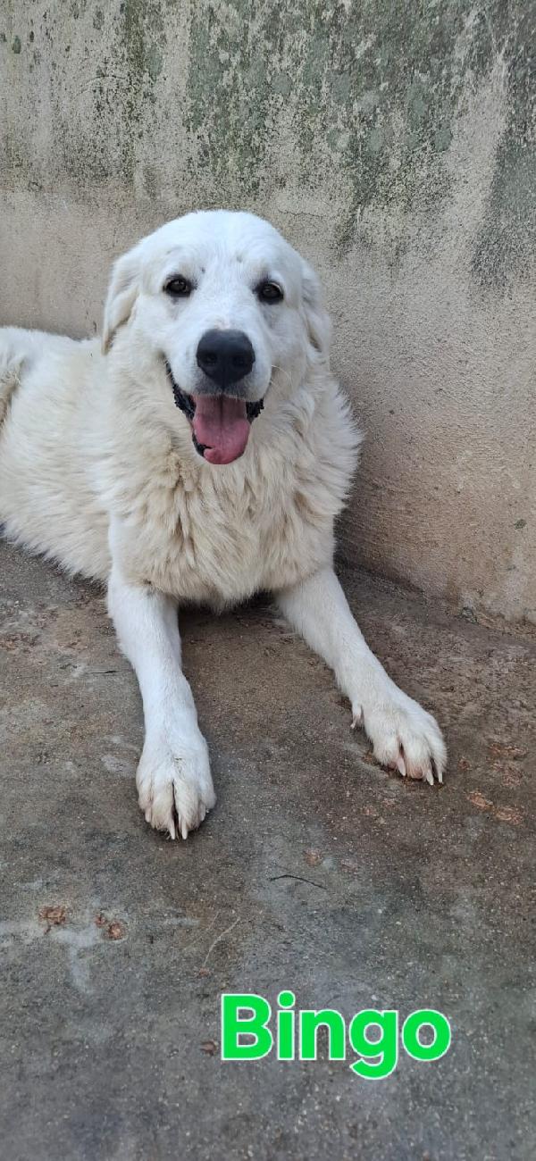 Bingo dolcissimo e fiero simil pastore maremmano  Foto 2