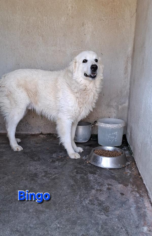Bingo dolcissimo e fiero simil pastore maremmano  Foto 4