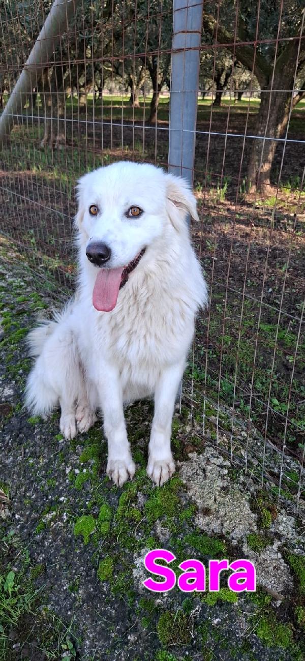 Sara Una Creatura Meravigliosa 