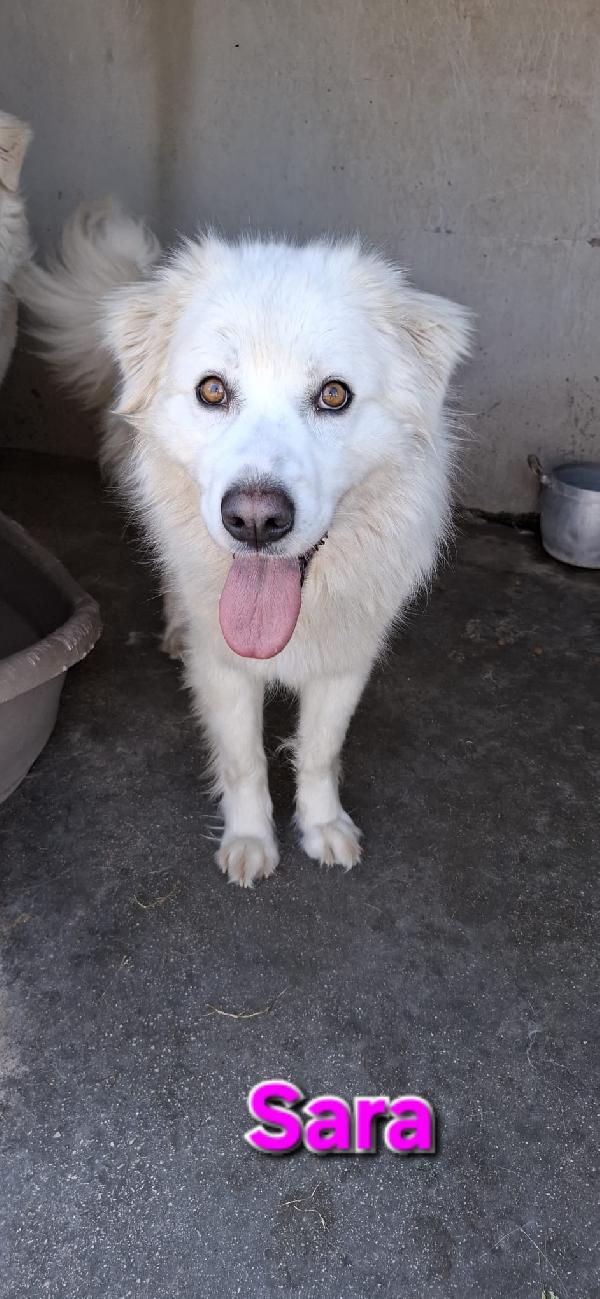 Sara una creatura meravigliosa  Foto 2