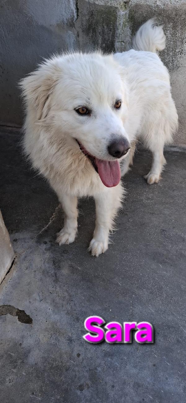 Sara una creatura meravigliosa  Foto 3