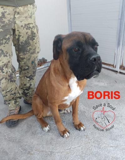 Boris Boxer Puro Di 5 Anni In Adozione