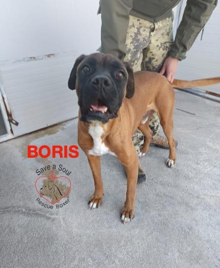 Boris boxer puro di 5 anni in adozione Foto 2
