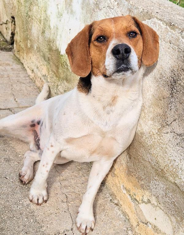 Tyler Non Deve Finire In Canile.adottabile In Tutta Italia!