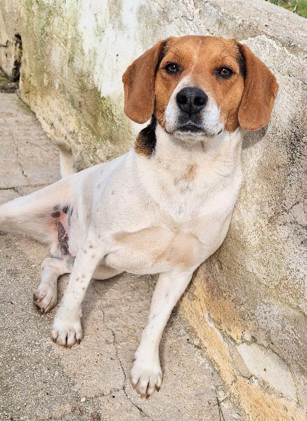 TYLER NON DEVE FINIRE IN CANILE.ADOTTABILE IN TUTTA ITALIA! Foto 2