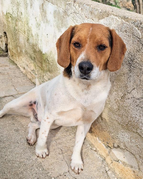 TYLER NON DEVE FINIRE IN CANILE.ADOTTABILE IN TUTTA ITALIA! Foto 3