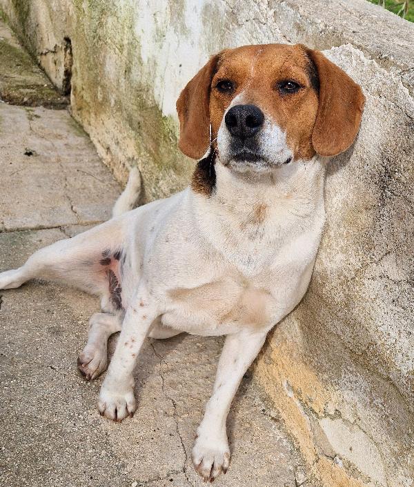 TYLER NON DEVE FINIRE IN CANILE.ADOTTABILE IN TUTTA ITALIA! Foto 4