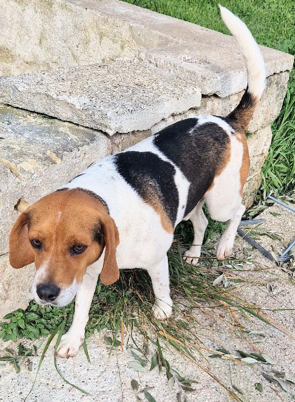 TYLER NON DEVE FINIRE IN CANILE.ADOTTABILE IN TUTTA ITALIA! Foto 5