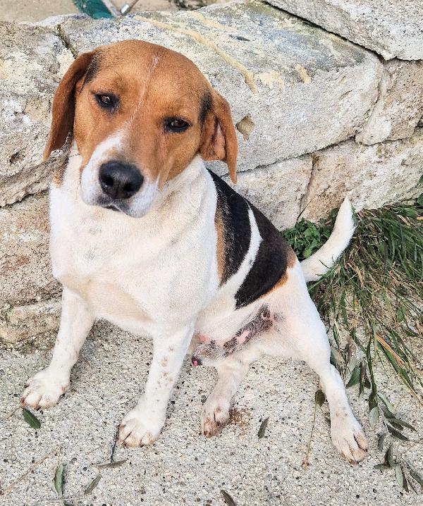 TYLER NON DEVE FINIRE IN CANILE.ADOTTABILE IN TUTTA ITALIA! Foto 6