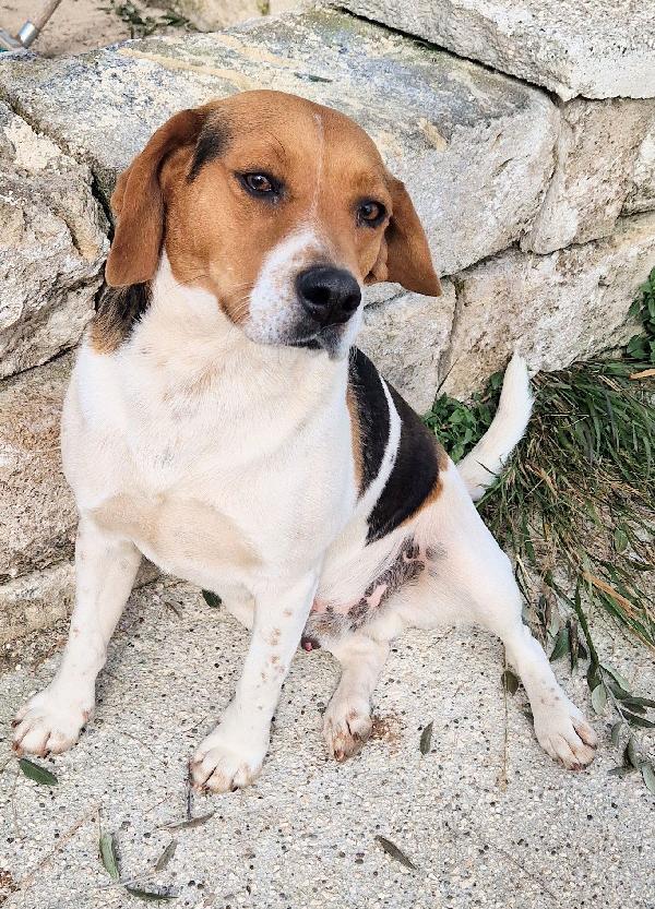 TYLER NON DEVE FINIRE IN CANILE.ADOTTABILE IN TUTTA ITALIA! Foto 7