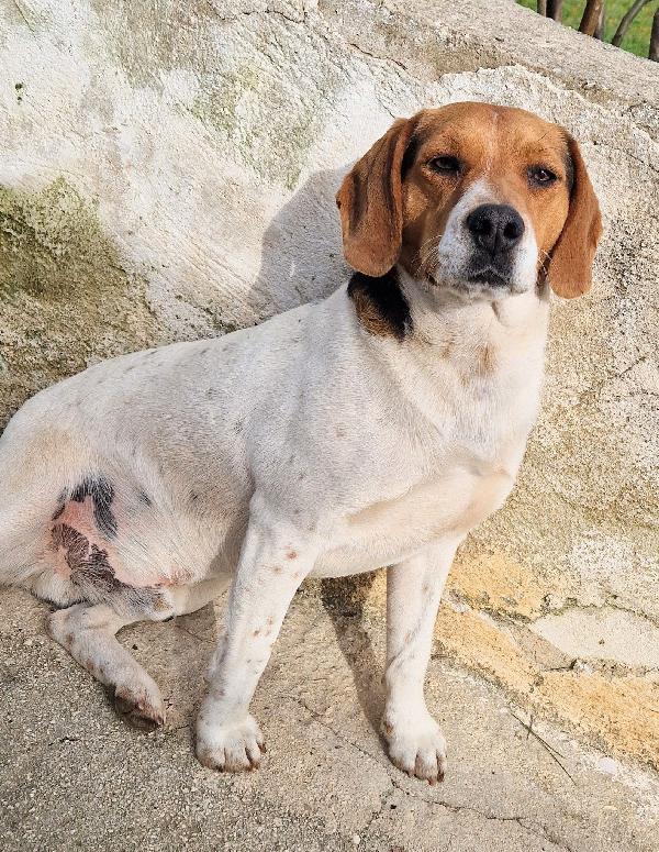 TYLER NON DEVE FINIRE IN CANILE.ADOTTABILE IN TUTTA ITALIA! Foto 8