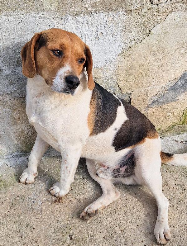 TYLER NON DEVE FINIRE IN CANILE.ADOTTABILE IN TUTTA ITALIA! Foto 9