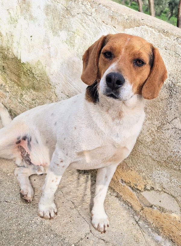 TYLER NON DEVE FINIRE IN CANILE.ADOTTABILE IN TUTTA ITALIA! Foto 10