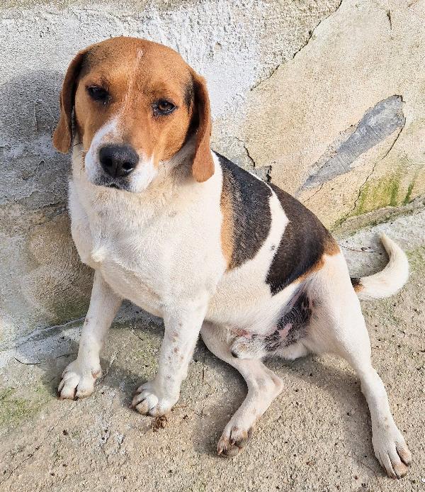 TYLER NON DEVE FINIRE IN CANILE.ADOTTABILE IN TUTTA ITALIA! Foto 11