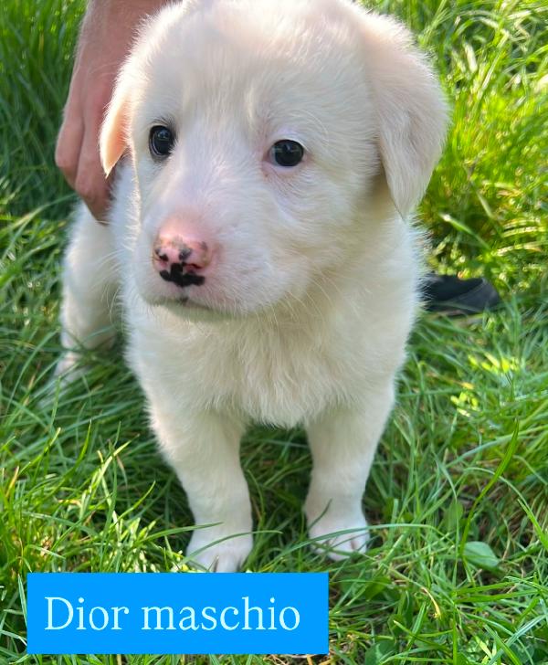 Cuccioli Derivato Maremmamo