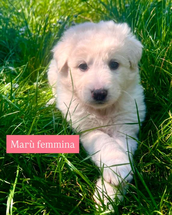 Cuccioli derivato maremmamo Foto 2