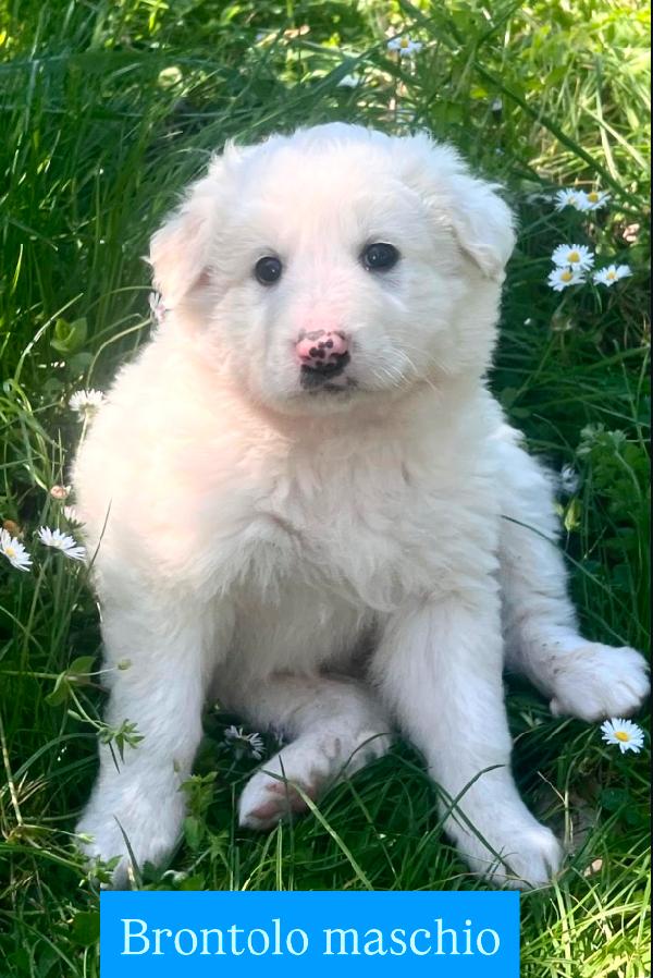 Cuccioli derivato maremmamo Foto 3