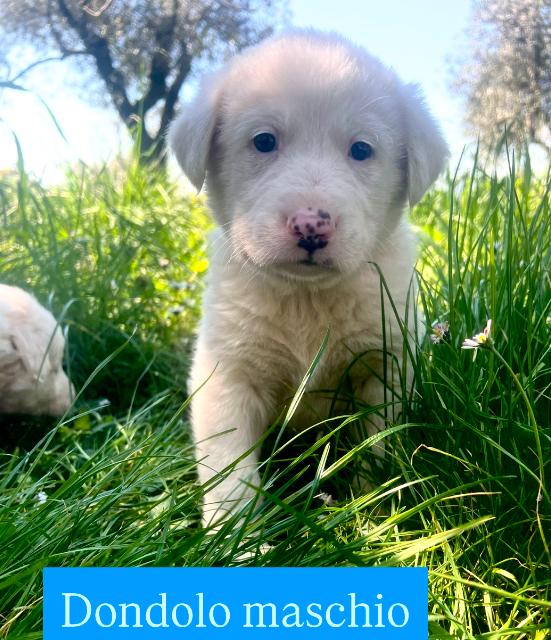 Cuccioli derivato maremmamo Foto 4